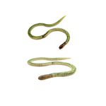 YAMKAY Wooden Stretchable Snake Handcrafted Wooden Flexible Snake (Color May Vary) Multicolor (Pack of 5)