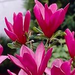 You Garden - 1 x Magnolia 'Susan' in a 3L Pot 50cm Tall Magnolia Tree for Gardens Pruple/Pink Flowers in Bloom Ready to Plant Out Garden Ready Plants in 3L Pots