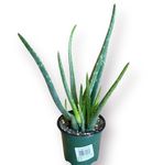 4in Aloe Vera, Beautiful Succulent, Live Real Succulent, Indoor Plant, Real Plant, Live Plant, Gifts for Special Occasions, Home Decor, Elegant Plant