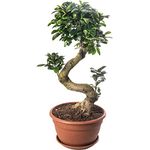 Ficus Ginseng Bonsai Tree Tall Indoor Plants Exotic Large Trees for Your Home (40-50cm incl. Pot)