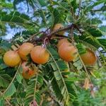 Hug A Plant | Red Nelli/Red Amla Grafted (Phyllanthus emblica) Live Fruit/Medicinal Plant (Home & Garden)