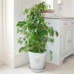 You Garden - House Plant, Weeping Fig, Ficus benjamanica Exotica, 21cm Pot 90cm Tall, Large Bush, Indoor Plant - Supplied as 1 x Easy Care Weeping Fig Houseplant for Homes and Office