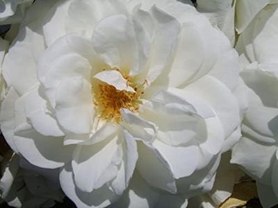 'Iceberg' Climbing Rose - Masses of White Blooms - Potted 4L