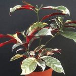 Creative Farmer Live House Plant Chinese Croton Blindness Tree Variegated For House Garden Plant (1 Healthy Live Plant) (PLANT-29-CNCROTON3$ll@)