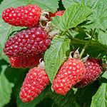 Tayberry Rubus Hardy Deciduous BlackBerry Raspberry Hybrid Garden Fruit Plant (20-30cm (Incl. Pot))