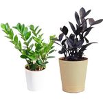 Maket Zamia ZZ Black Natural Live Indoor Plant with Pot – Medium | Perfect Low-Maintenance Houseplant | Air-Purifying Indoor Decor (Combo)