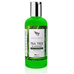 Tea Tree Oil Anti Dandruff Shampoo - [Made In UK] Therapeutic Grade | Antifungal Shampoo for Dry Itchy Flaky Scalp and Dandruff Hair | Tea Tree Shampoo for Men & Women, 250ml