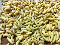 500 Live Wax Worms Bee Moth Live Bait Ice Fishing Reptile Gecko Food waxworms