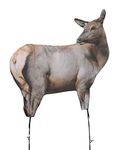 Montana Decoy RMEF Cow Elk