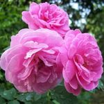 Mphmi NCR Perennial Live Plants Damascus Rose, Scented Rose (Any Color) - Plant