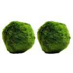 k2aqua 2 LARGE Marimo Moss Balls, Always Fresh Live Aquarium Plant, Cladophora aegagropila K2AQUA