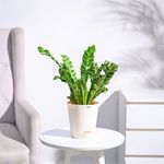 Ugaoo Cobra Fern Natural Live Indoor Plant with Pot - Medium