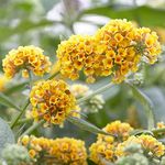 Buddleia weyeriana 'Sungold' Butter