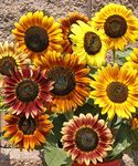 PREMIER SEEDS DIRECT - SUNFLOWER - AUTUMN BEAUTY - 75 FINEST SEEDS - ORGANIC