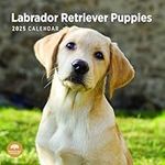 2025 Labrador Retriever Puppies Monthly Wall Calendar by Bright Day, 12 x 12 Inch Cute Dog Breed Gift