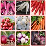 THE INDIAN BEEJ - Root Vegetable seeds| 9 Varieties |Home Garden| Carrot|Raddish|Turnip|Beetroot|Onion| Variety|Planting For Pots and Patio |3000 +Seeds|Combo Pack