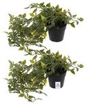 Heart Home Artificial Vine Plants with Pot Natural Look & Plastic Material Easy Home Décor with Small Size Pot Size 27 X 75 X7 Cm, Pack of 2 (Green), Vine;Pine;Fern;Ivy