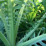 Gobbo Di Nizzia Cardoon Seeds - Pac