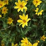 BIDENS aristosa (Tickseed Sunflower