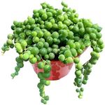 4" String of Pearls, Live Trailing Succulent Fully Rooted in Pots with Soil Mix, Rare House Plant for Home Office Wedding Hanging Decoration, DIY Projects, Party Favor Gift