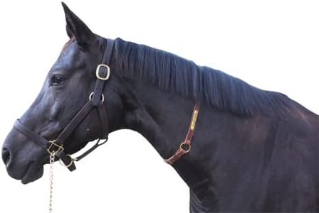 Tack Shack of Ocala Neck Straps with Custom Engraved Name Plate (Pony)