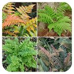 Woodland Ferns Mixed Plug Plants x 4