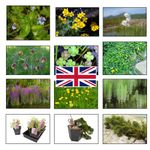 Lincolnshire Pond Plants Native Pack Potted