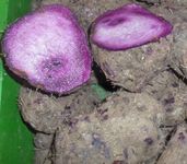 Seelans Fresh Rasavalli Kilangu 1Kg | PURPLE YAM (Ube) | 100% Fresh Fruit | Helps to Reduced Blood Sugar & Blood Pressure | Highly Nutritious | Rich in Antioxidants |Srilankan Origin Next Day Shipping