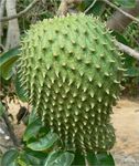 Soursop (Graviola/Corossol) Fruits Plant |Tropical Exotic Fruits | Healthy Live Plant 1.5-3 Feet Height | Health Benefits and Fruit Uses For Cancer Treatment |