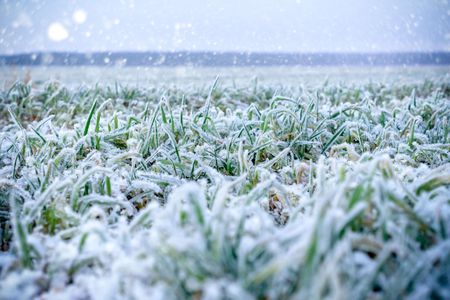 Avern Turbo Cold Winter Grass Seed, 2.6kg – Fast Growing Lawn