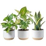 Costa Farms Live Plants, Easy to Gr