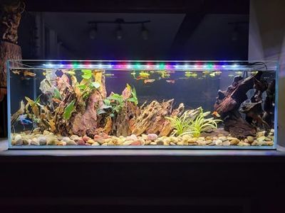 LIFEGARD Low Iron Ultra Clear Crystal Bookshelf Aquarium with Foam Leveling Mat – with 45-Degree Beveled Edge, Peninsula Style – for Fish and Corals – 16 Gallon 6mm Glass - (33.85" x 9.84" x 11")