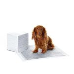 Amazon Basics Carbon Odour-Control Dog and Puppy Training Pads, Leakproof with Quick-Dry Surface, Regular (40 Count), Grey