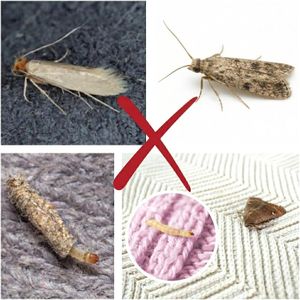 Carpet Clothes Moth Traps, 7-Pack – Odorless Pest Control