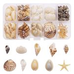 GraceAngie 1 Box 120pcs Small Tiny Sea Shells Mixed 10 Styles Beach Natural Seashell Charm Beads with Hole for DIY Jewelry Making, Home Decorations Beach Theme Party Fish Tank and Vase Fillers