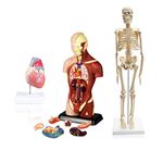 Isaac Technologies ICBM-B11N Set of Three Human Anatomy Models, Skeleton, Torso and Heart | W Manual