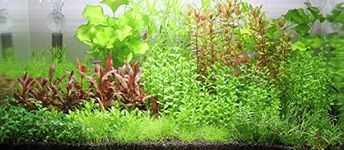 Aquatic Plants Exclusive Product - 75 Live Aquarium Plants Collection of Aquatic Plants for Your Fish Tank