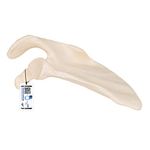 3B Scientific A45/4 Scapula Model + free Anatomy App - 3B Smart Anatomy