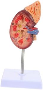 Amosfun Kidney Model Human Kidney Dissection Model Human Organs Anatomy Model Biology Demonstration Model Biology Class Accessory PVC Human Organ Model