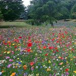 100% Pure Wild Flower Seeds Meadow Premium Seeds 1 kg Pretty Wild Seeds Mix 149 1kg no Sand no fillers just Seed