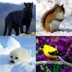 Kids puzzle: Animals