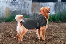 Lana Paws Olive Green Dog Raincoat for Standard Sized Labradors, Golden Retrievers, German Shepherd, Rottweiler & Similar