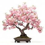 Japanese Cherry Blossom Seeds, Bons