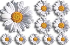 Daisy-Flower-Decals-Car-Stickers-Gr