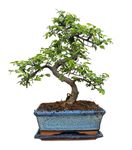 Chinese Elm Bonsai Tree - You Choose (9yr Chinese Elm)