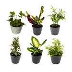 6 INDOOR HOUSE PLANTS in 9cm Pots, Mix of real plants for indoors. Ideal live plants for your home to grow in your bedrooms, bathrooms, kitchens and living rooms. from Newlands