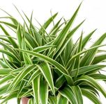 Carbeth Plants - Indoor Plants - Bu