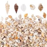 PH PandaHall Small Seashells, 1400-1500Pcs 7-12mm Tiny Natural Sea Shell Ocean Spiral Seashells Undyed NO Hole Miniature Shells for Resin Candle Home Party Wedding Decor Fish Tank Vase Filler