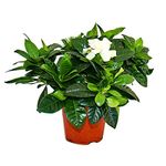 Gardenia - Fragrant Flowering Plant with Cream-White Coloured Flowers, 12cm Pot