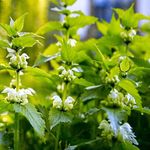 Outsidepride 10000 Seeds Perennial Urtica Dioica Stinging Nettle Herb Garden Seeds for Planting